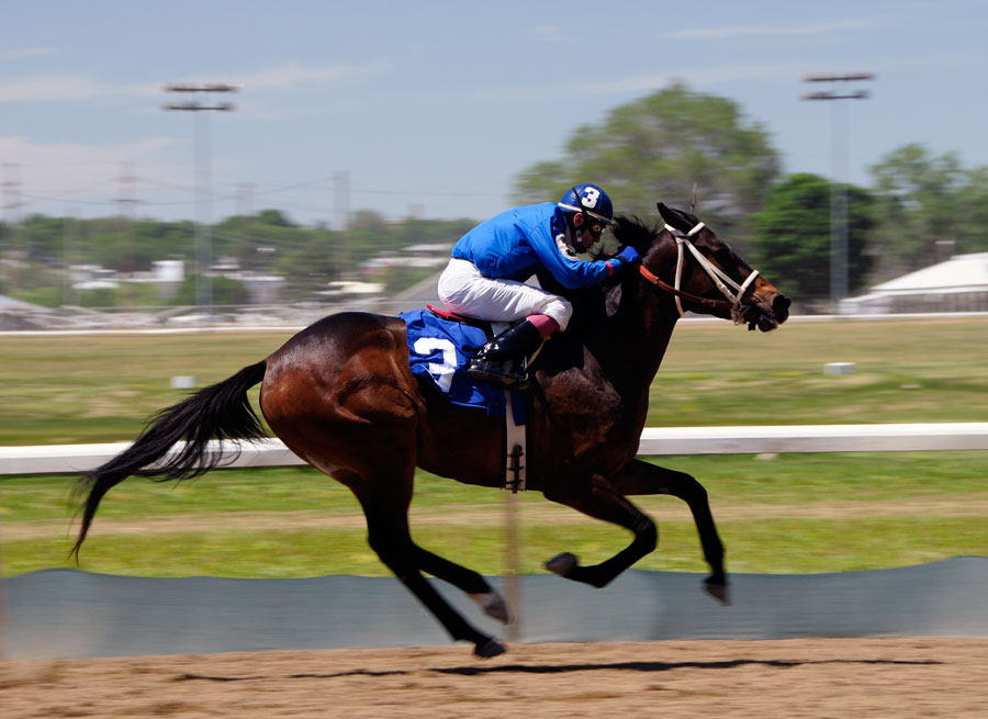 Example of shutter speed horse