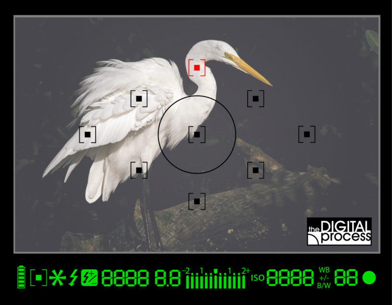 How Cameras Focus A Guide for new photographers