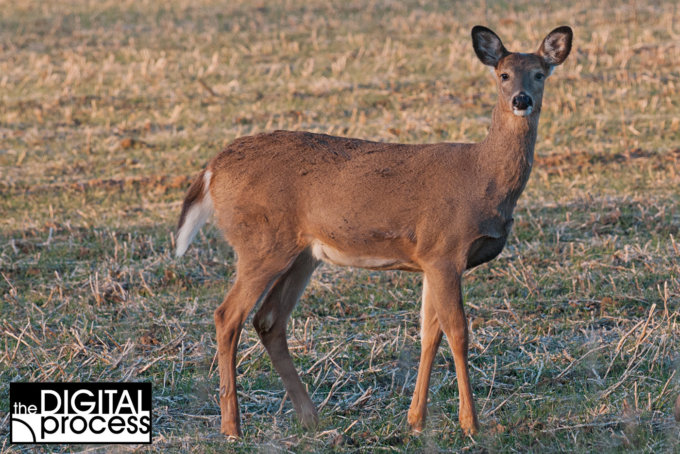 learn-how-autofocus-works