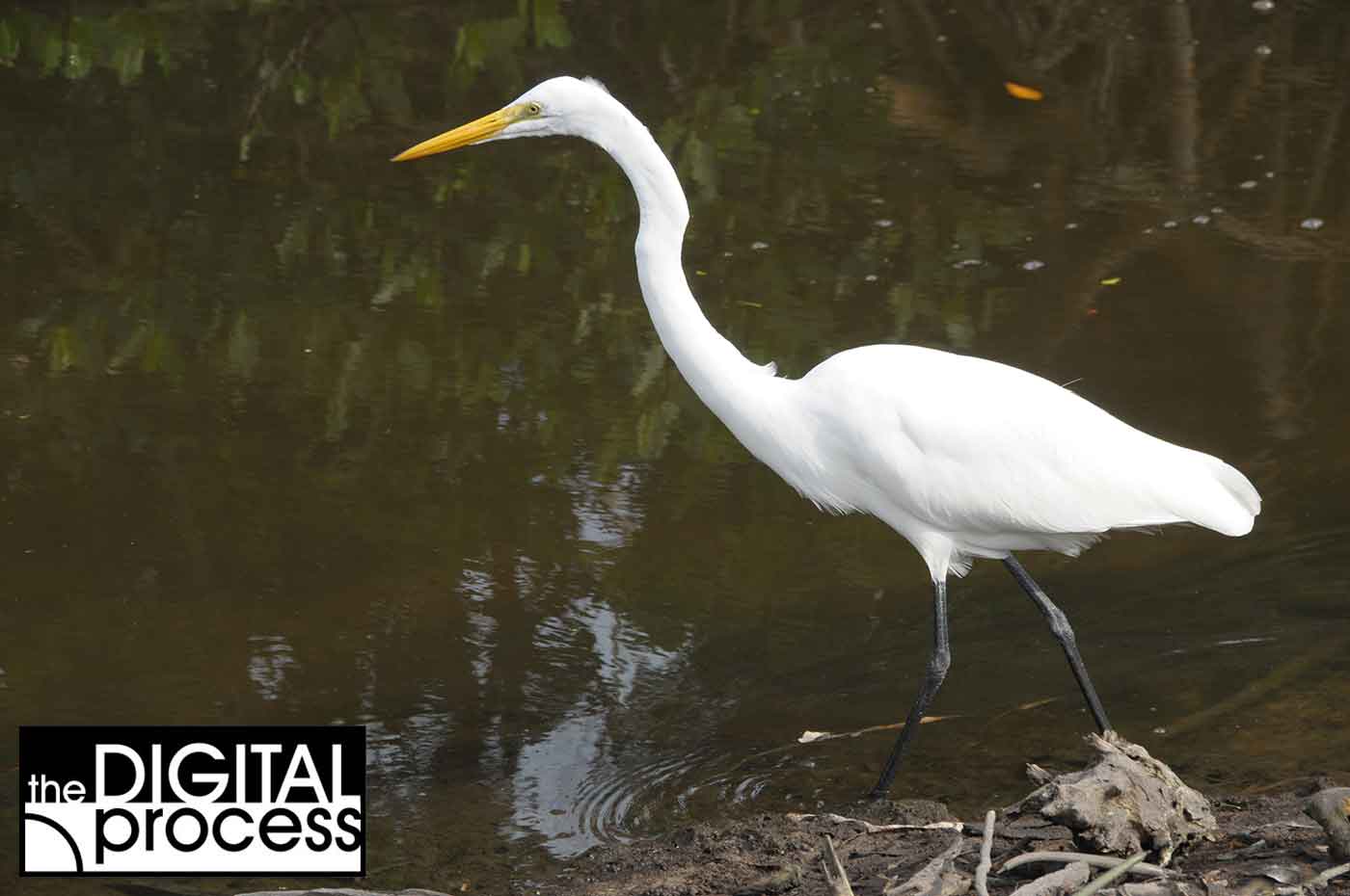 raw-vs-jpg-sample-over-exposed-jpg