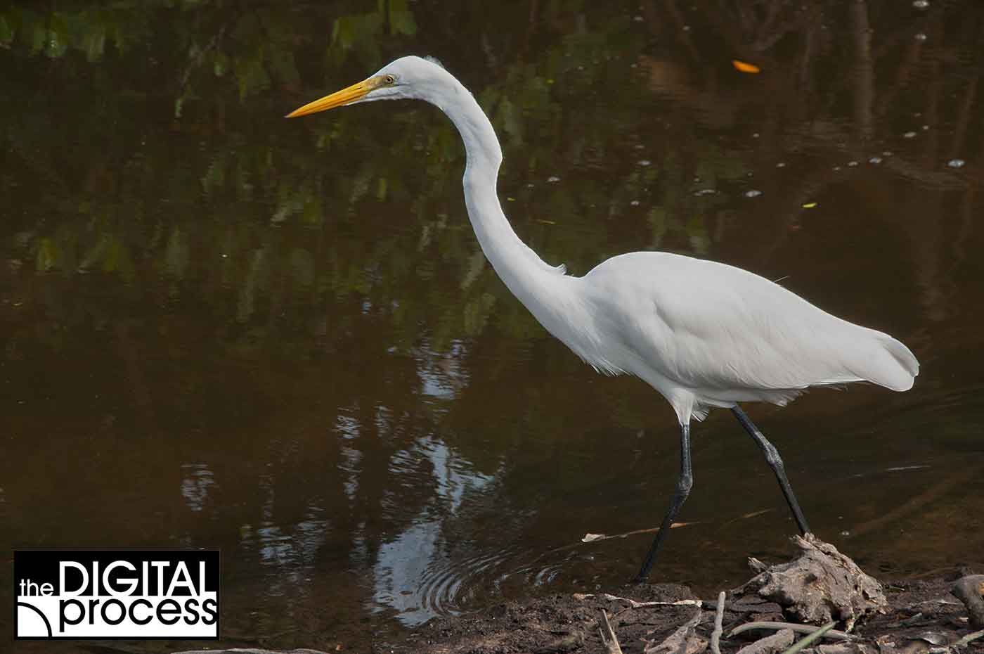 raw-vs-jpg-sample-over-exposed-raw-edited