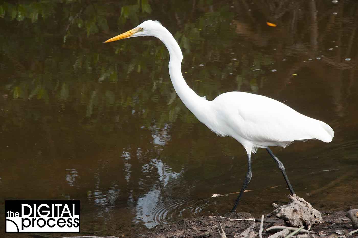 raw-vs-jpg-sample-over-exposed-raw