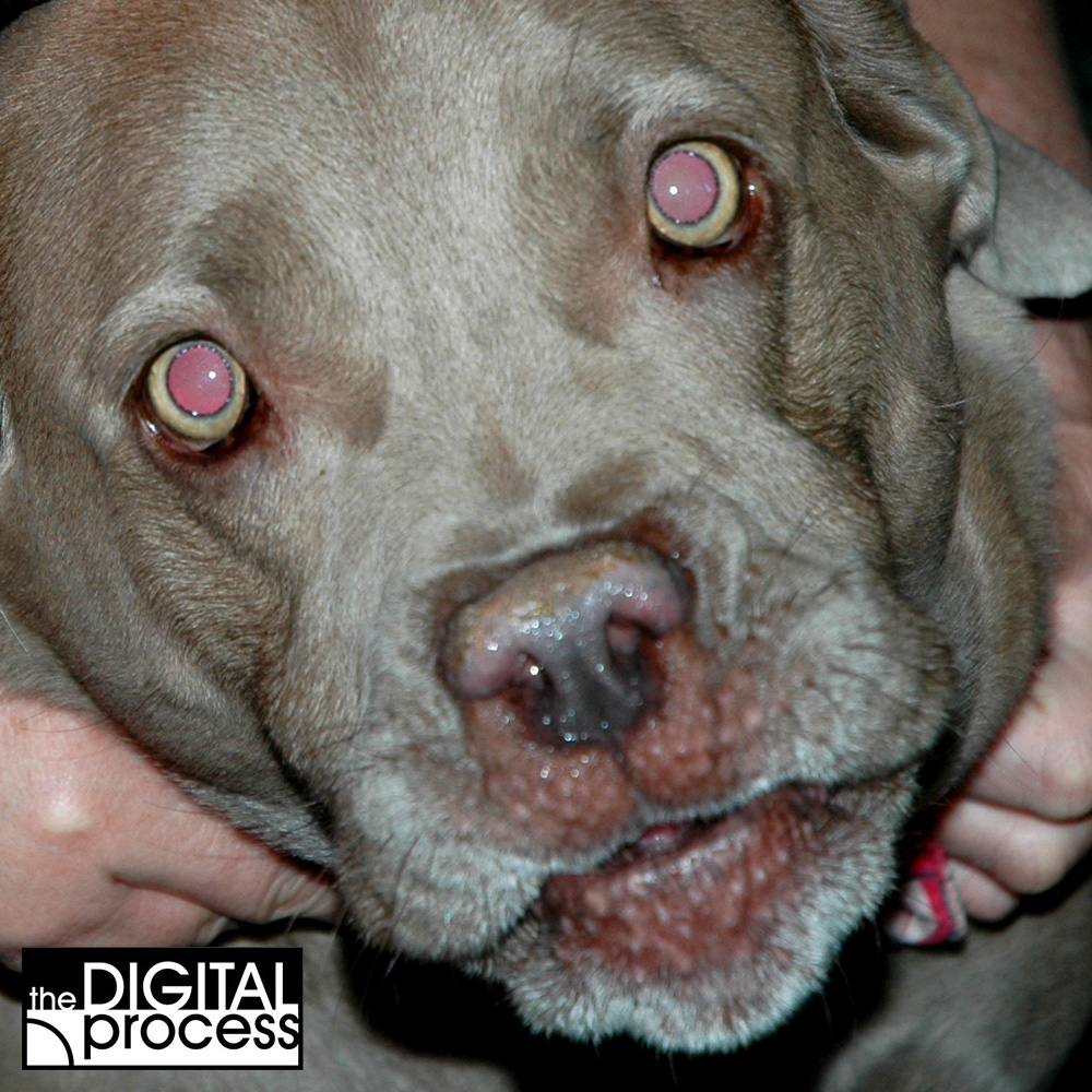 red-eye-reduction-dogs