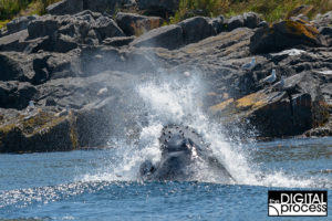 travel photography tips whale watching