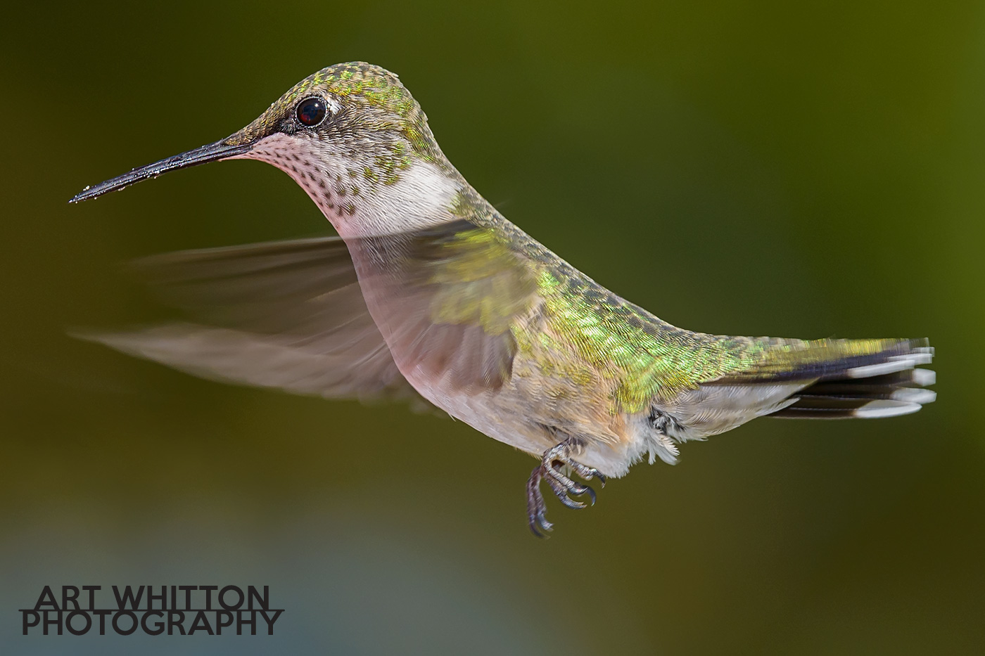 photographing hummingbirds