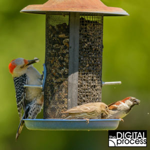 backyard bird photography tips 