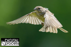 backyard bird photography-tips bif bird in flight