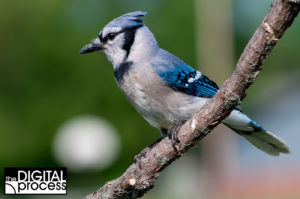 Backyard Bird Photography Tips - Blue Jay