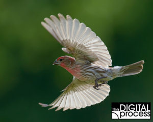 Backyard Bird Photograpy - Finch