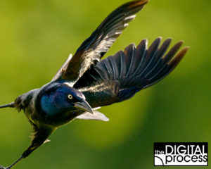 Backyard bird photography - Grackle