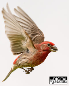backyard bird photography tips house finch 