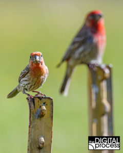 Backyard bird photography - two finches