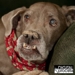 chosing modes in photography Program Mode