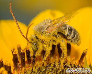 Macro bee photograph Macro bee photograph