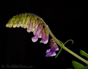 macro photography flower example