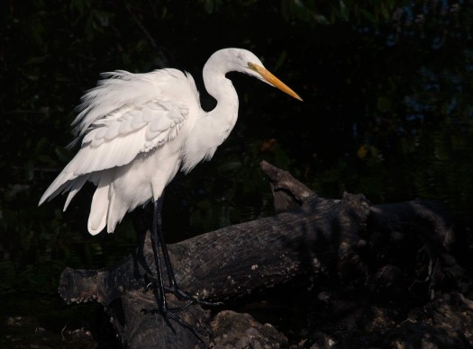 Photo Composition - sample 39 - Backgrounds Photo Composition - sample 39 - Backgrounds