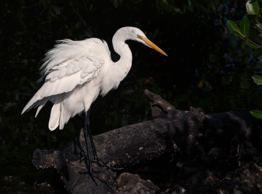 Photo Composition - sample 38 - Backgrounds Photo Composition - sample 38 - Backgrounds